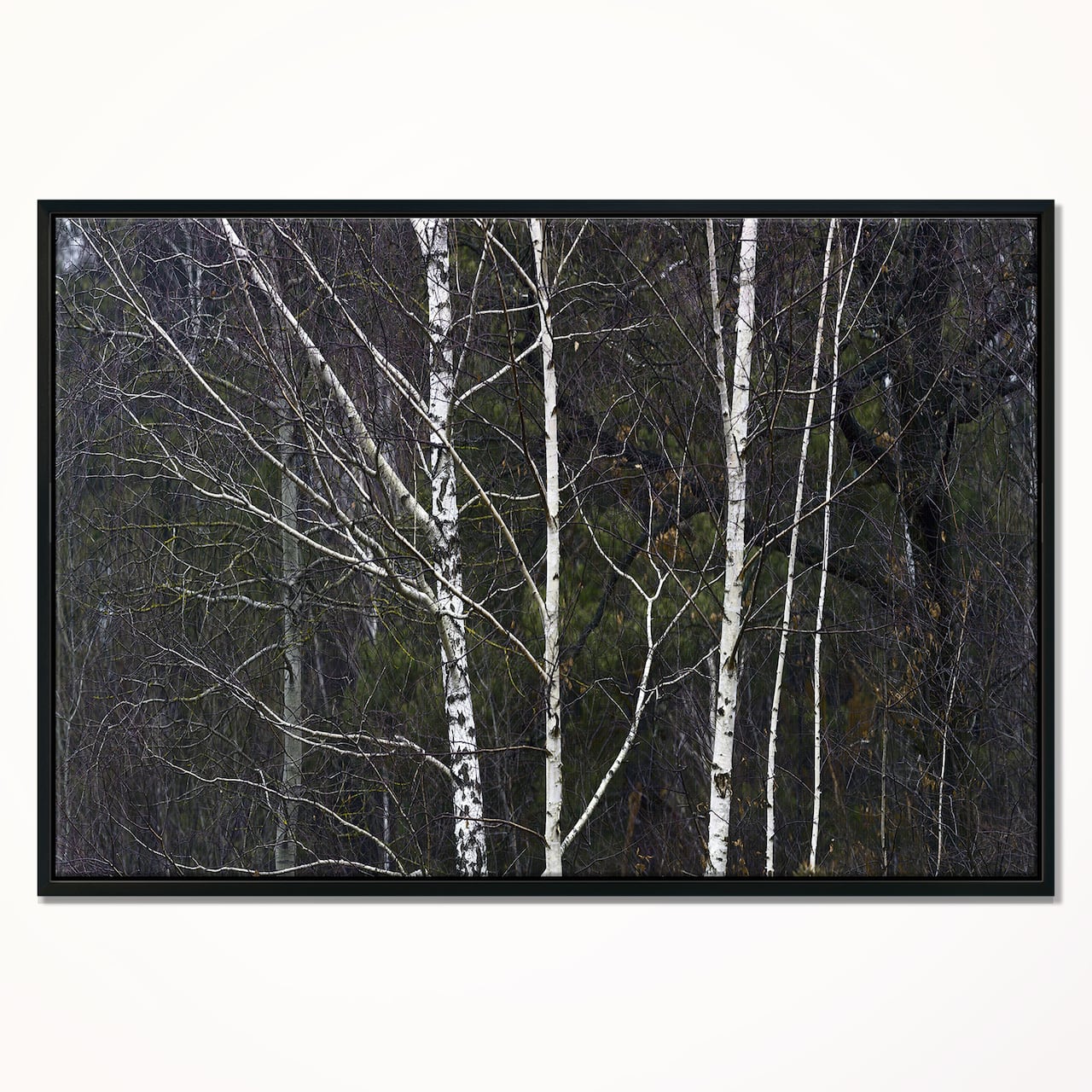 Designart - Black and White Birch Forest - Abstract Wall Art Canvas in Black Frame